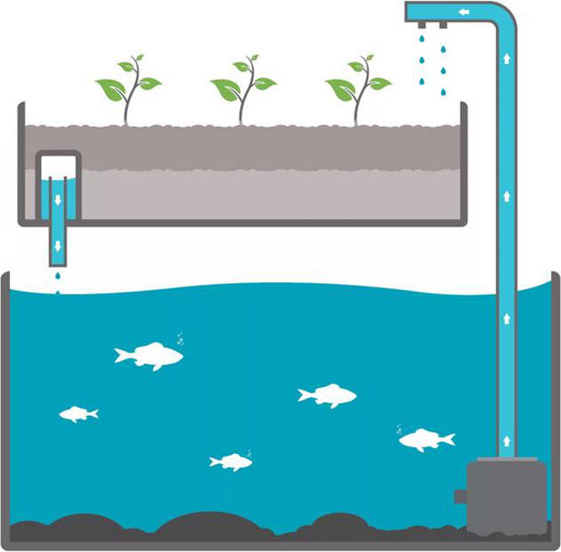 Brevet blanc 2025 - Aquaponie - www.sti2d.net